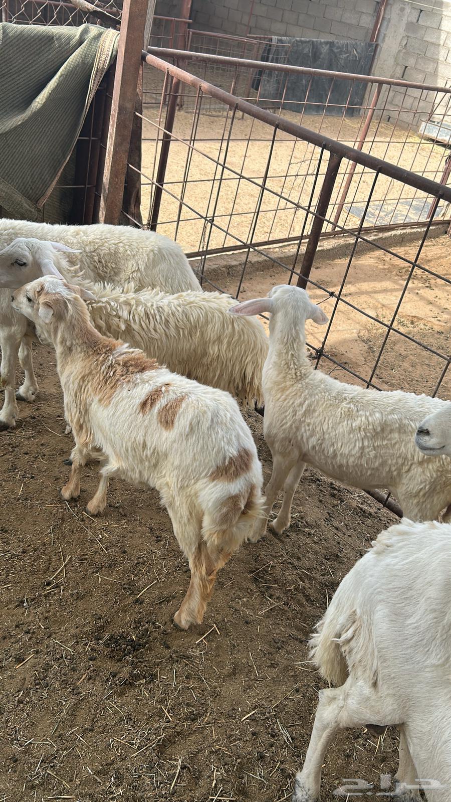 شوهات و خال البيع64532889338371112