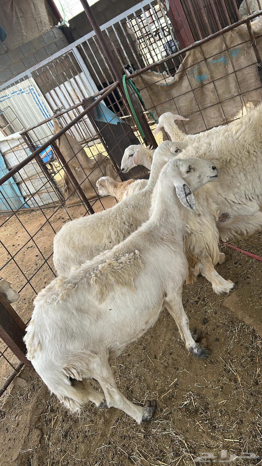 شوهات و خال البيع64532889338371111