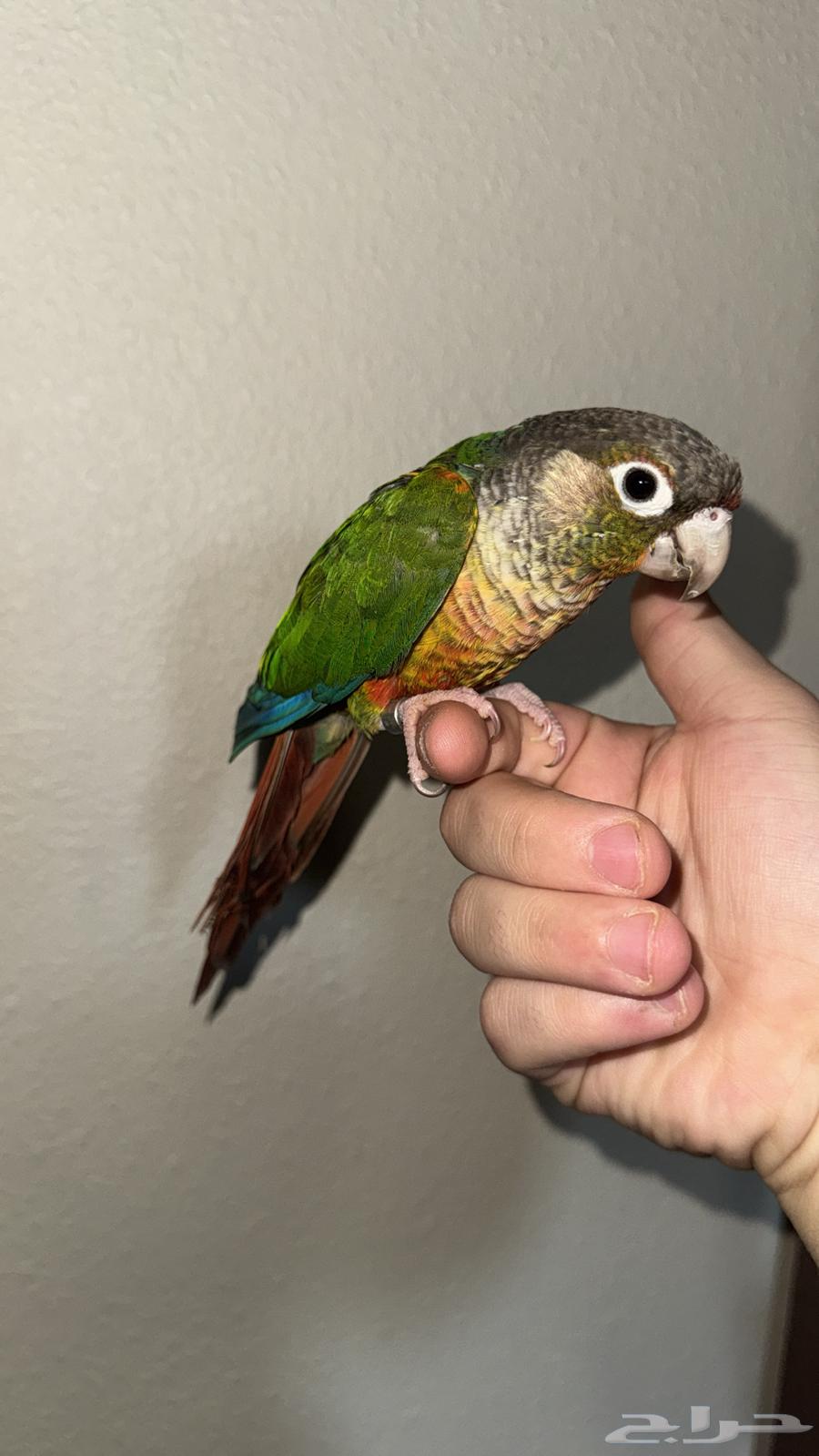 كنيور يلو سايد اليف64530968578179111