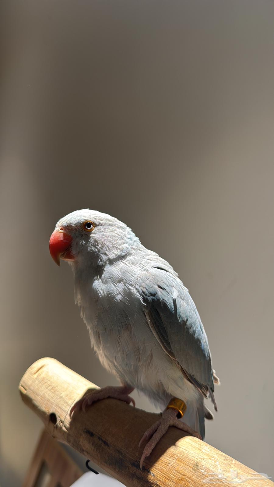 Farakh Durra Dailot available in installments64533634602627112