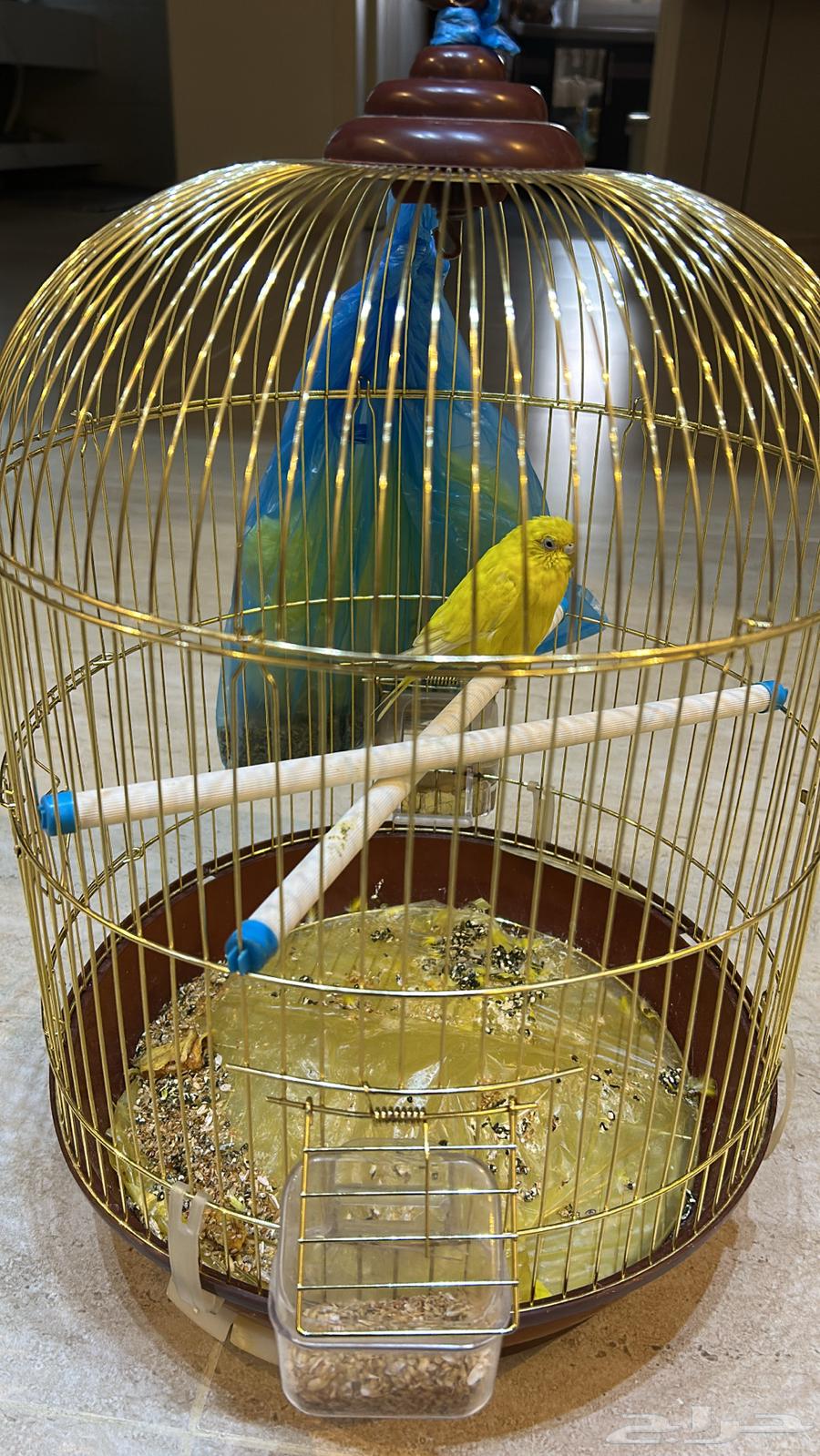عصفور انثي للبيع مع القفص64532240840835111