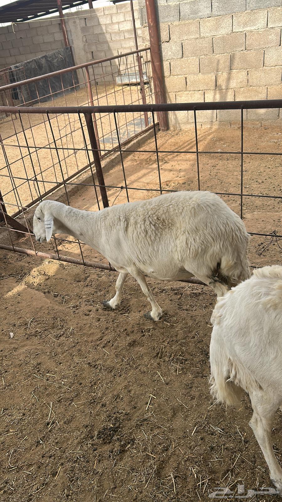 شوهات و خال البيع64532889338371110