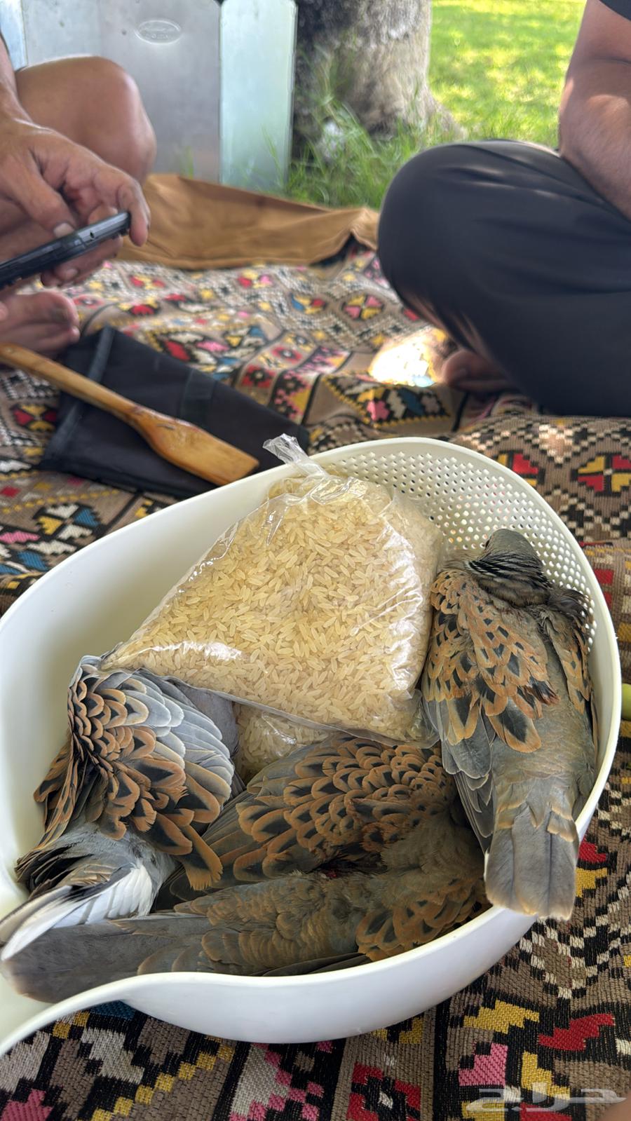 قمري للبيع الجوز من 13064531266928002110