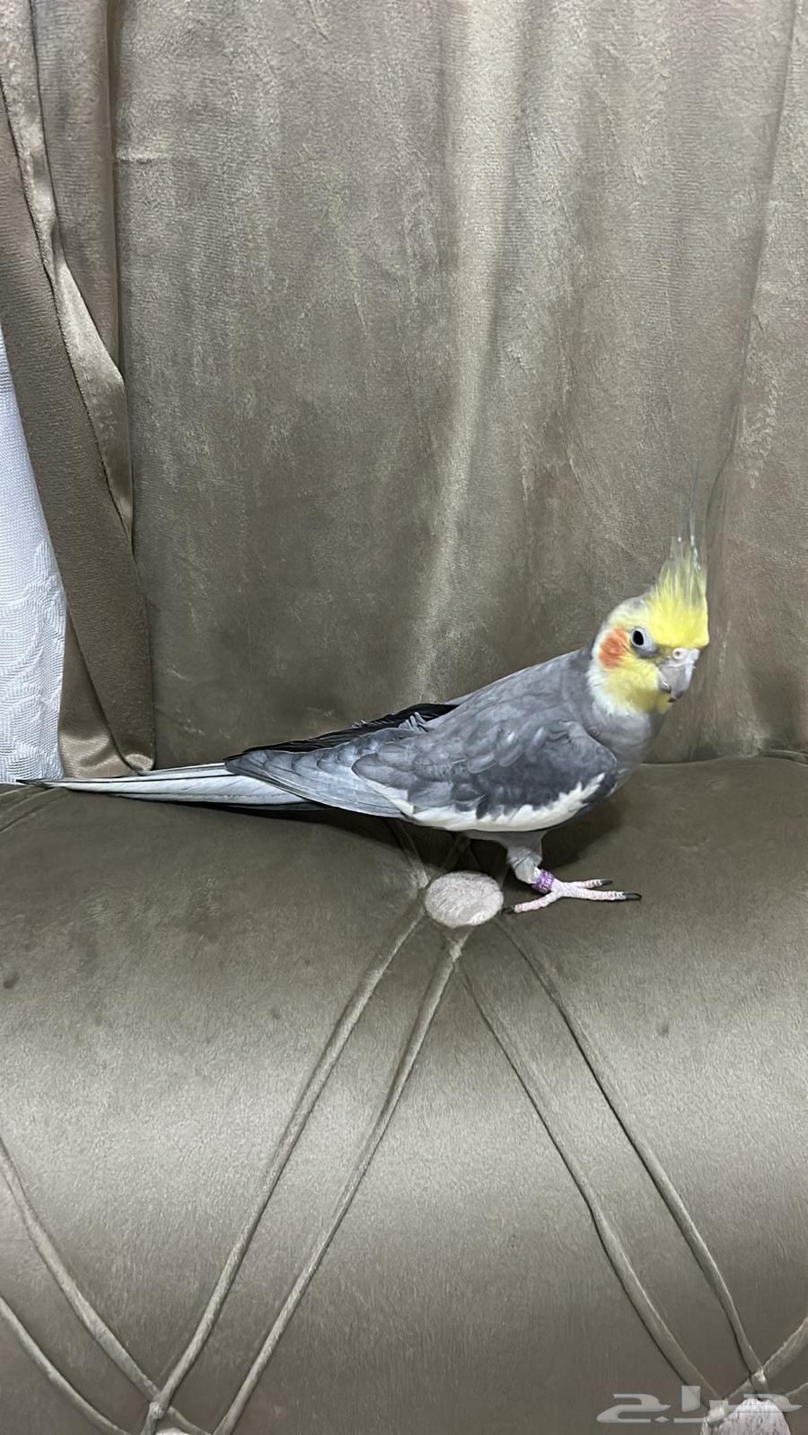 كروان اليف متكلم و مغرد64531617659907111