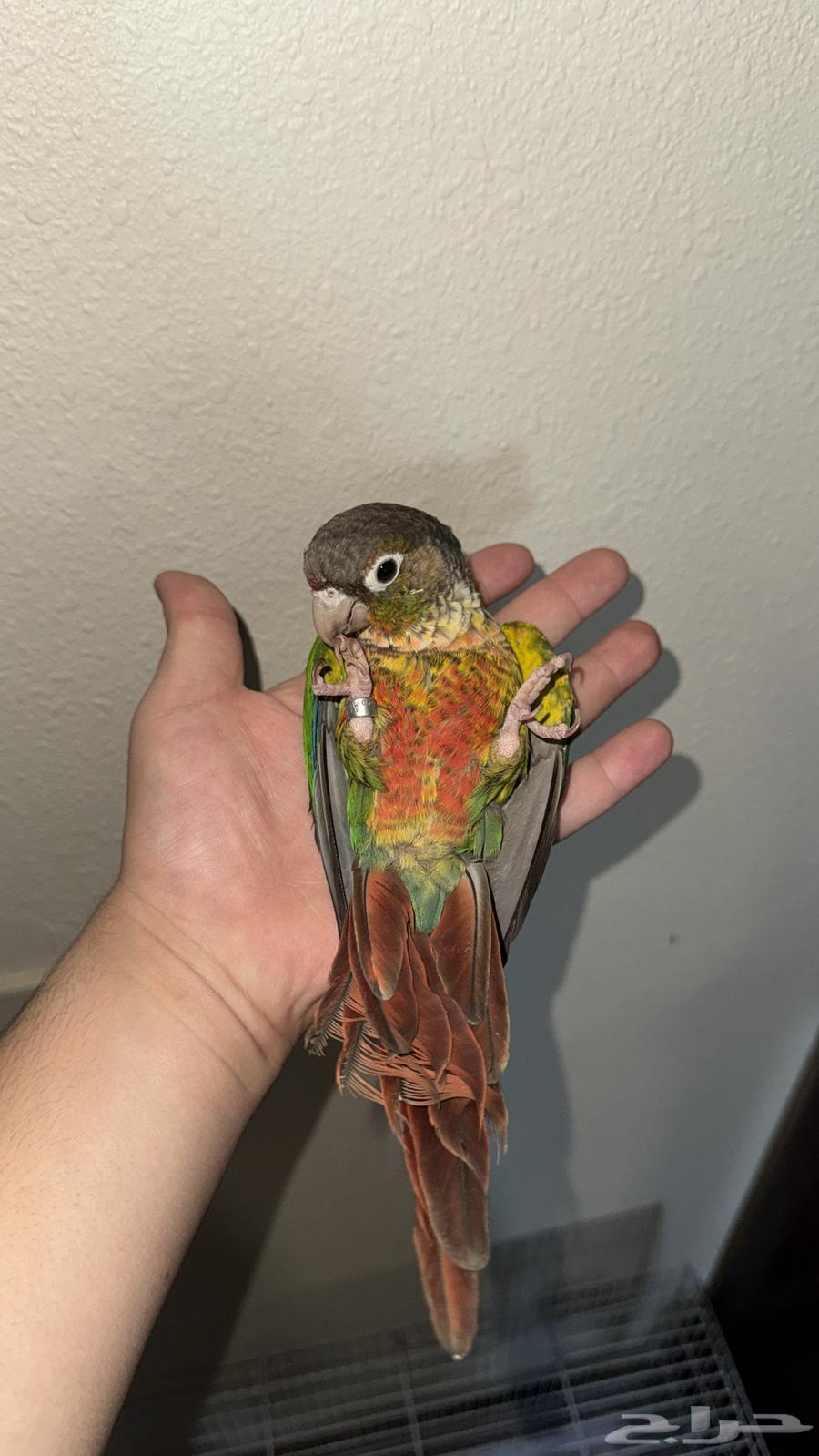 كنيور يلو سايد اليف64530968578179113