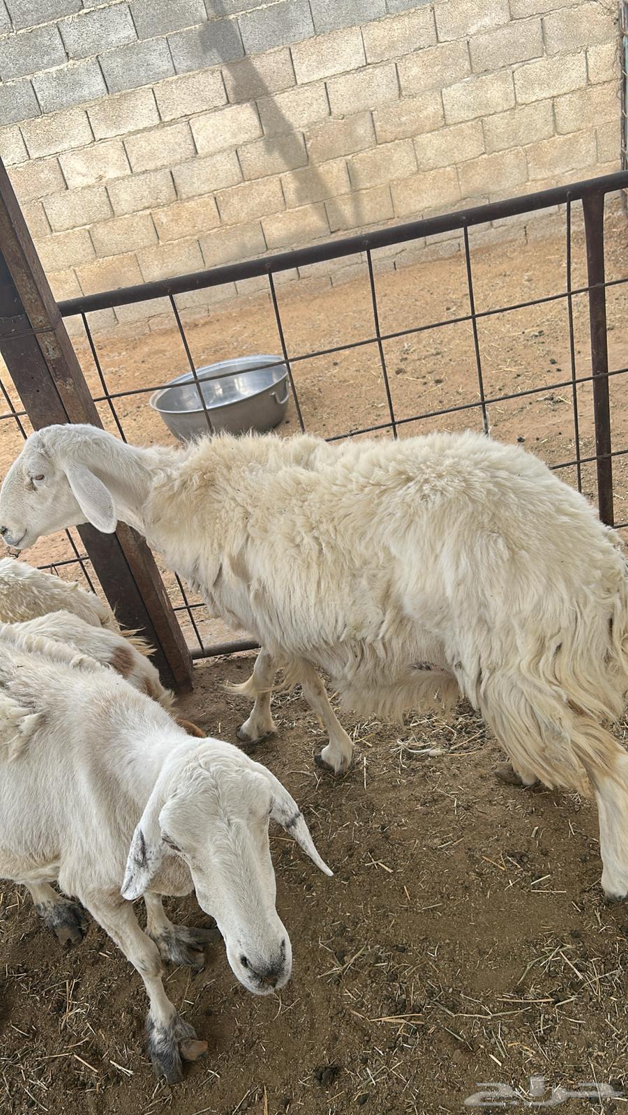 شوهات و خال البيع64532889338371114