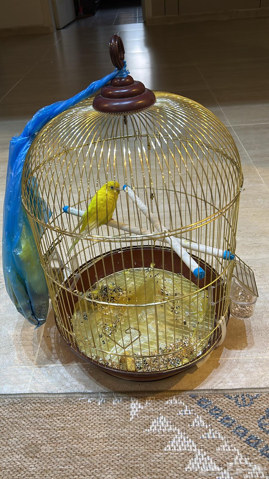 عصفور انثي للبيع مع القفص64532240840835110