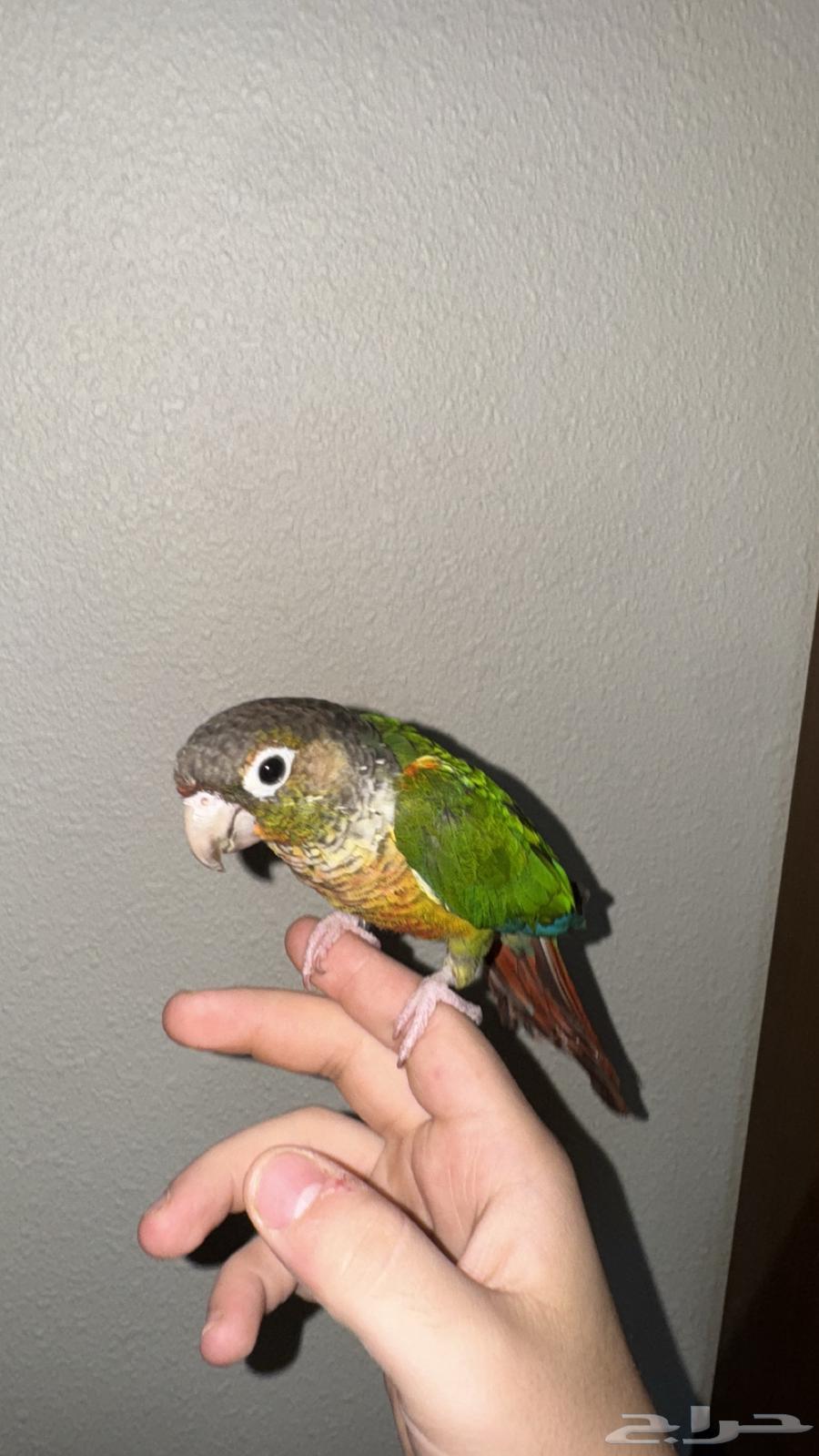 كنيور يلو سايد اليف64530968578179110