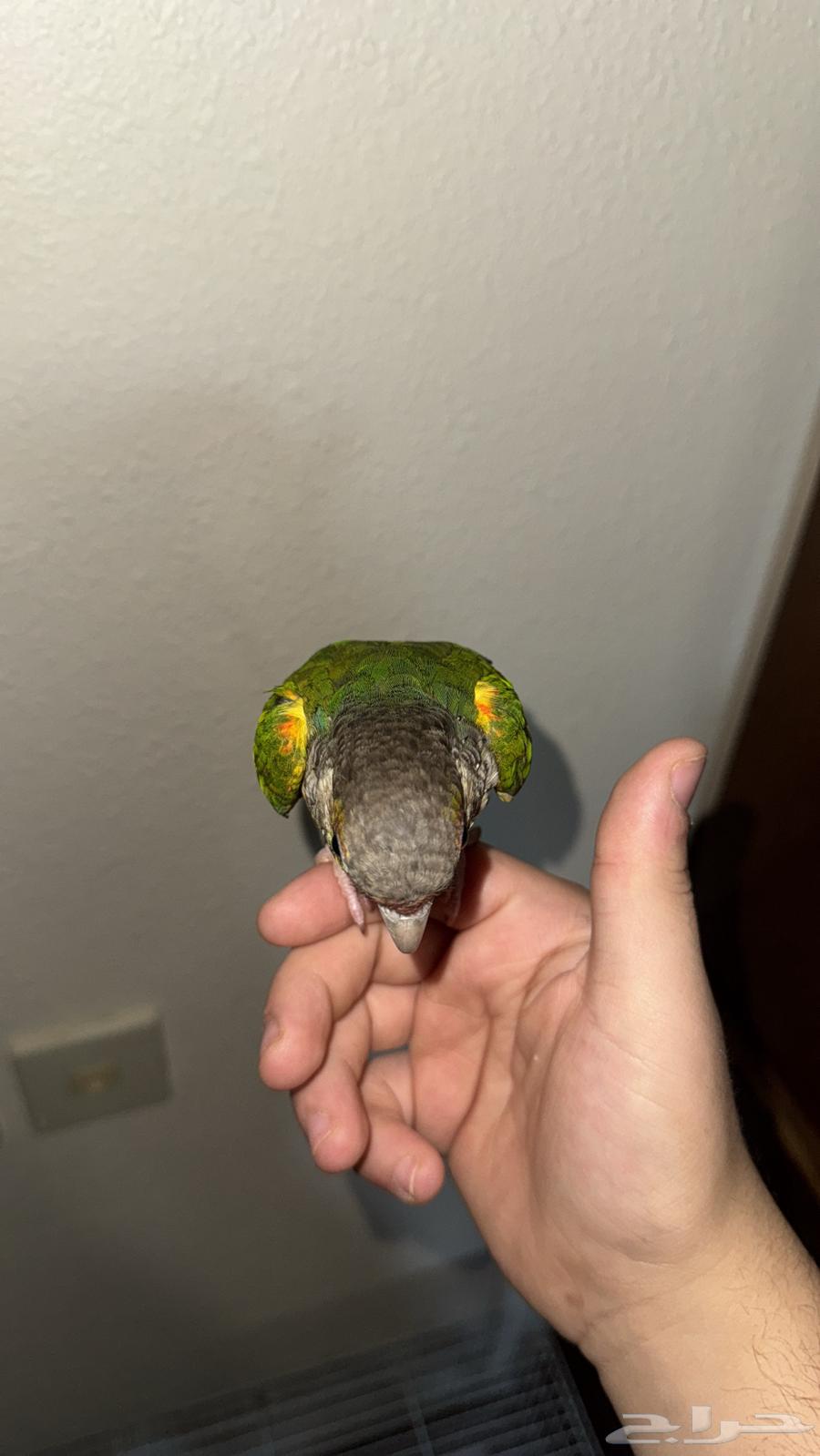 كنيور يلو سايد اليف64530968578179112