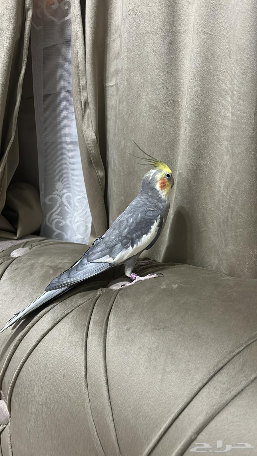 كروان اليف متكلم و مغرد64531617659907112