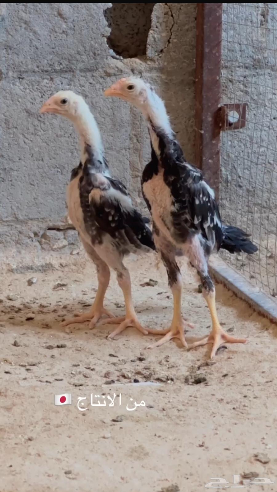 فروخ ياباني مستوى عالمي تم البيع64531040021506111