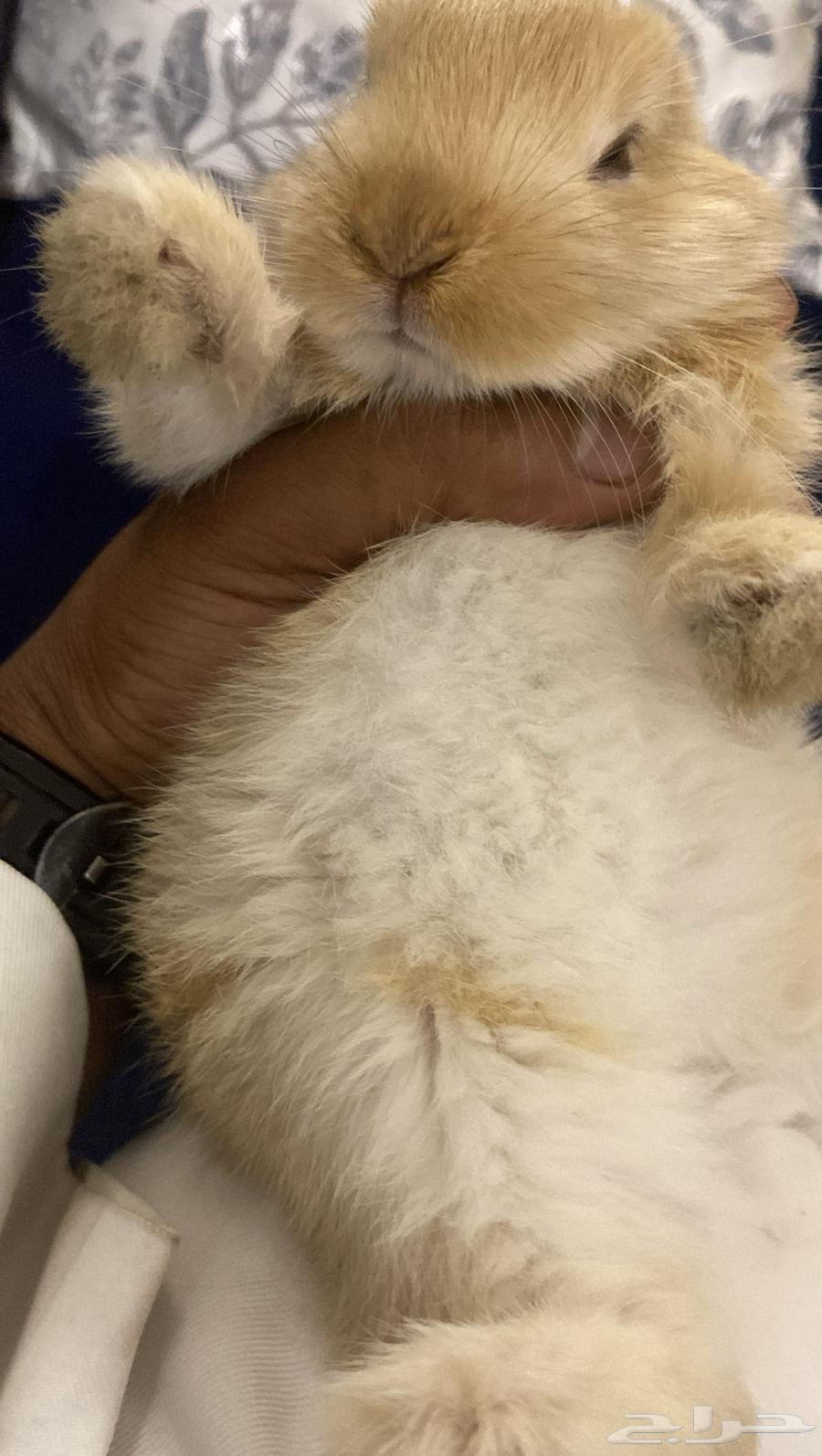 ارنب كيوت للبيت64534634999043113