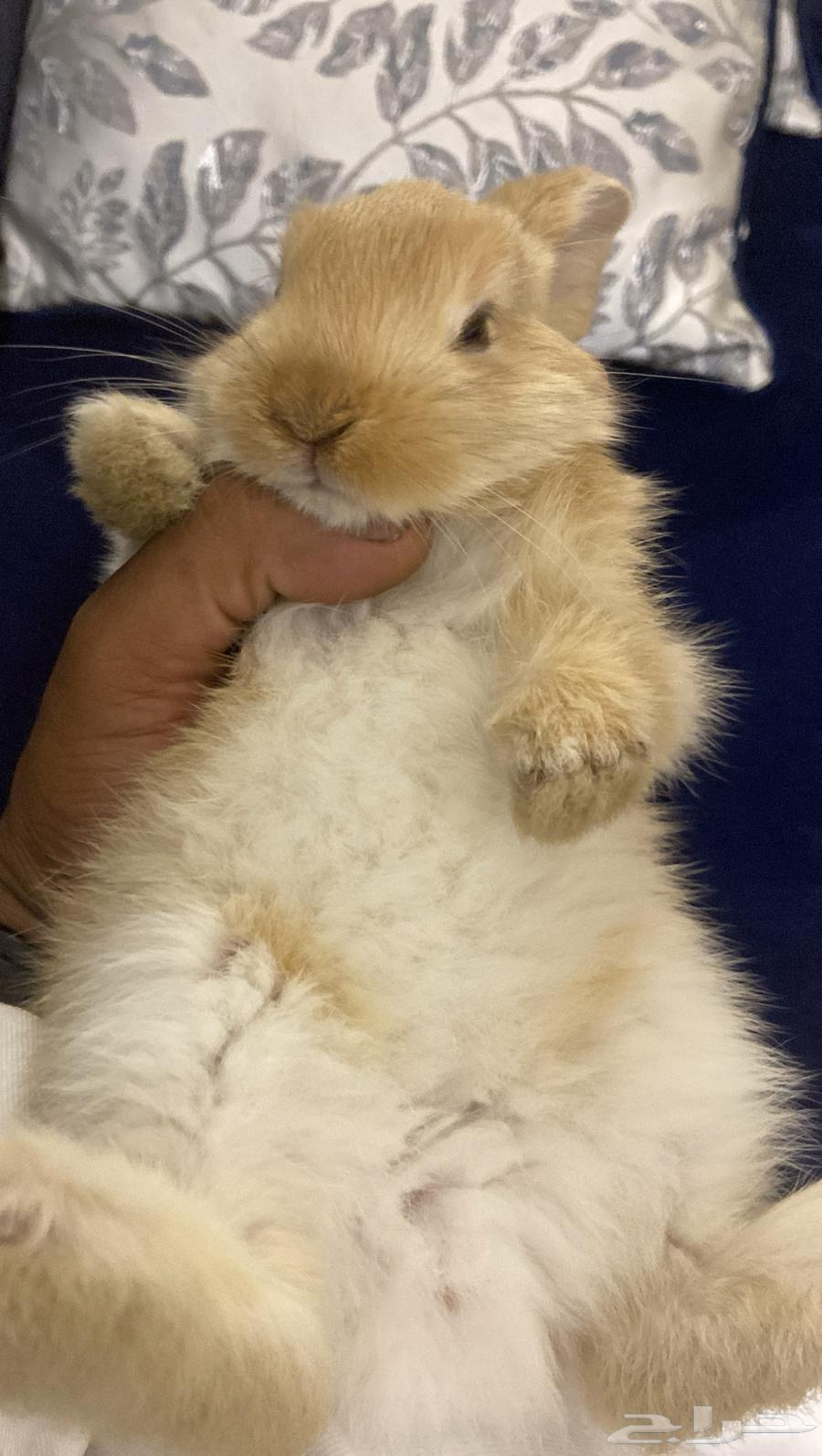 ارنب كيوت للبيت64534634999043111