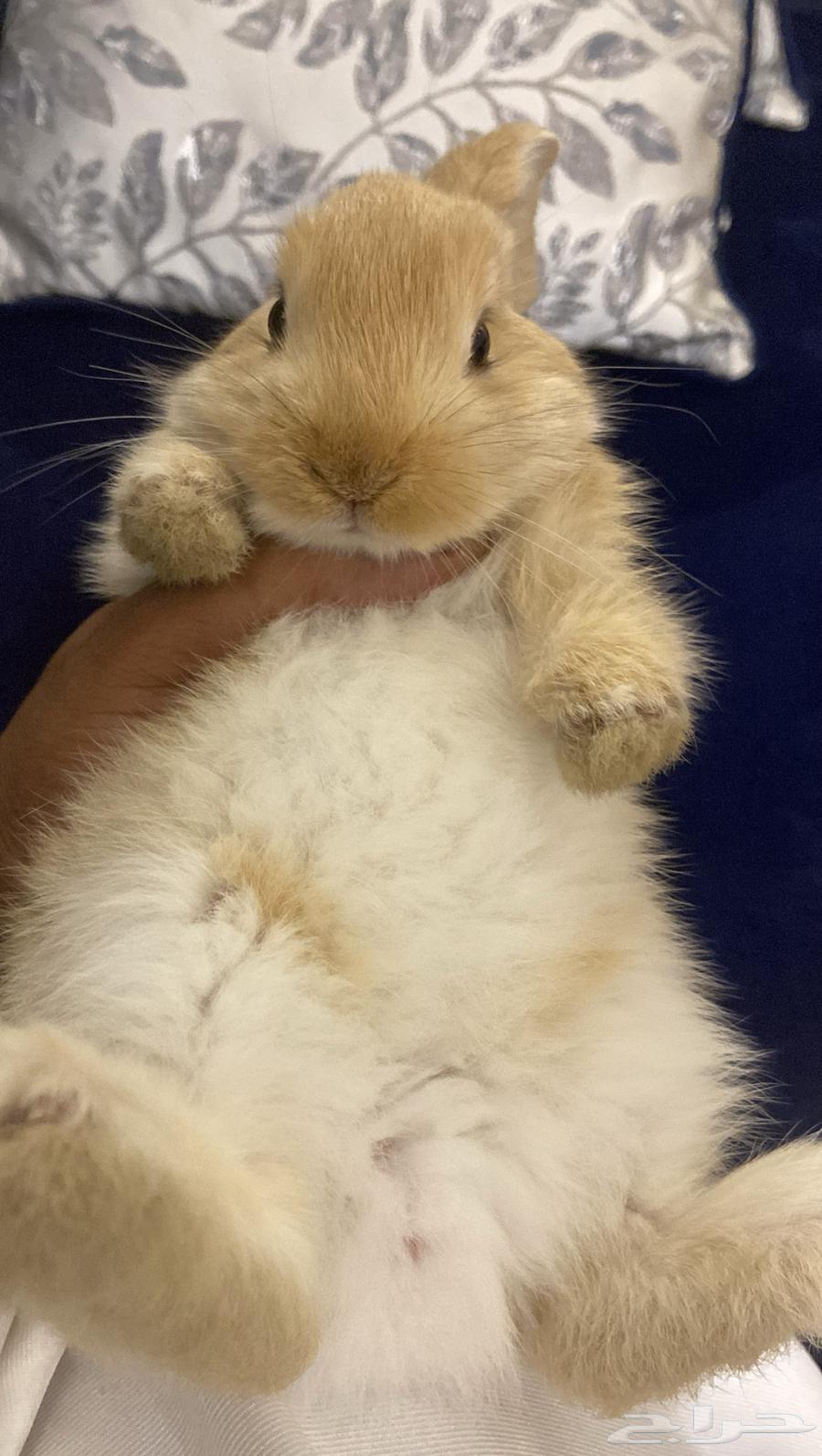 ارنب كيوت للبيت64534634999043112