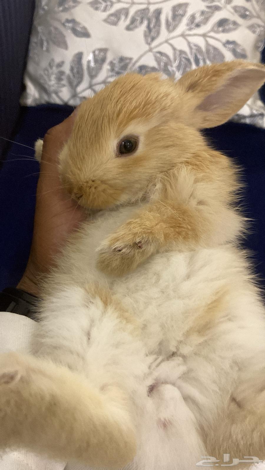 ارنب كيوت للبيت64534634999043110