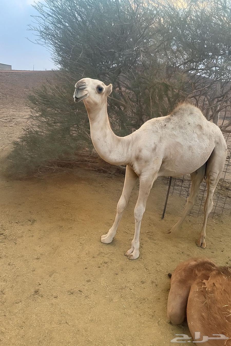 قعود للبيع64534472983554110