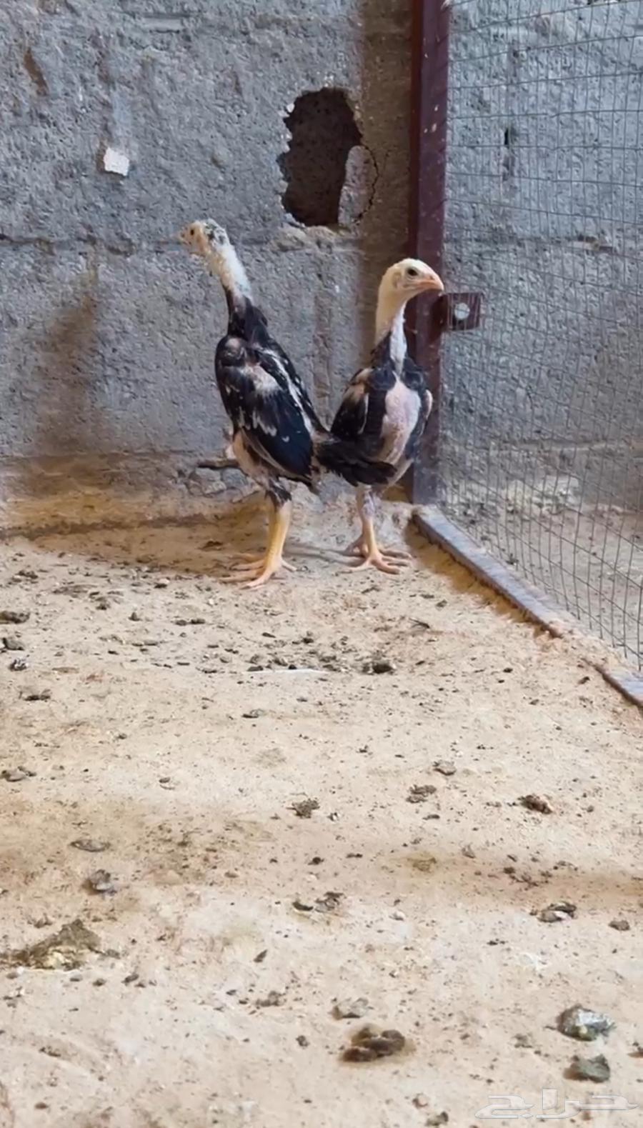 فروخ ياباني مستوى عالمي تم البيع64531040021506110