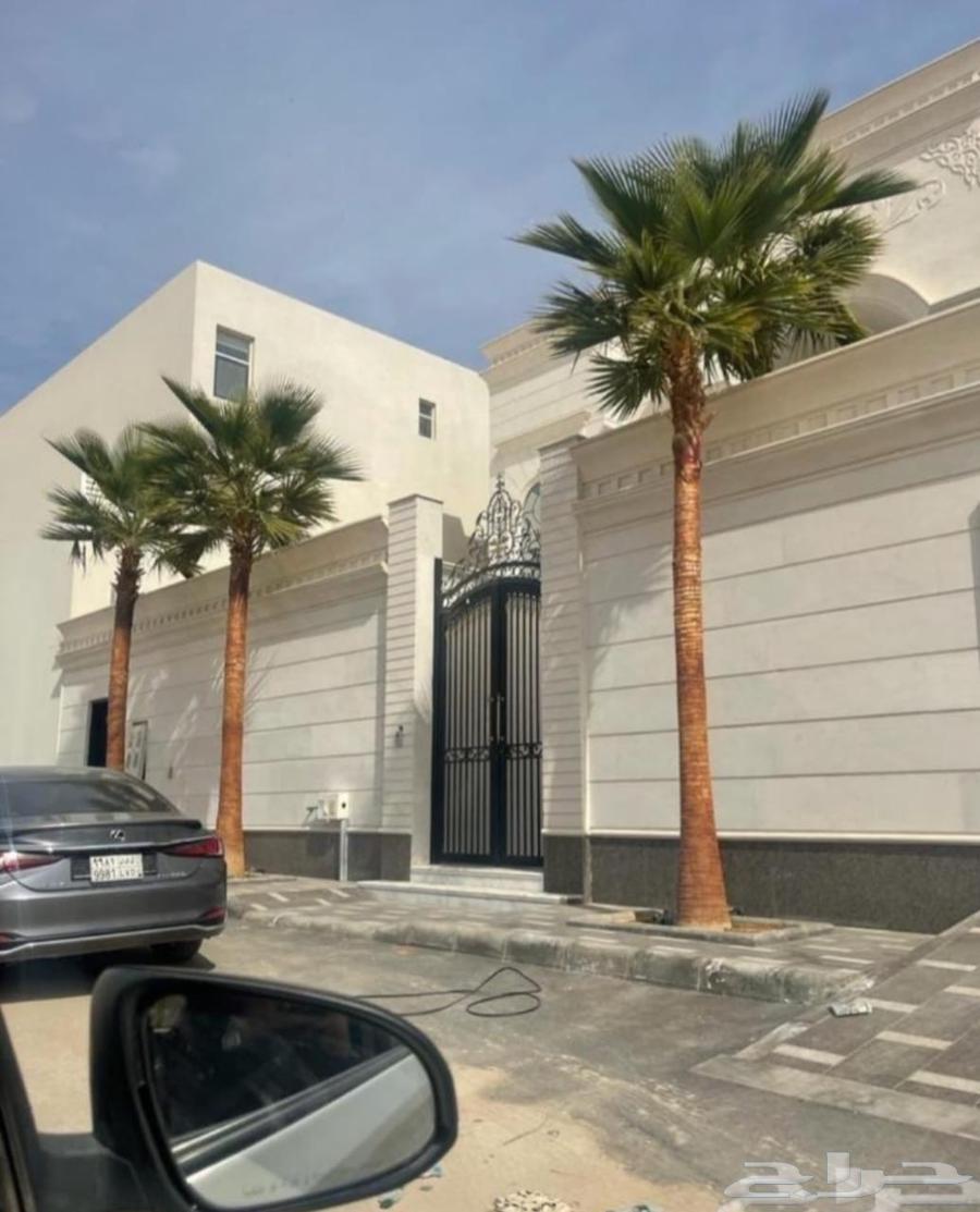 نخل طبيعي وواشنطن زينه64534457152129111