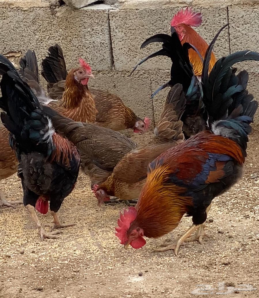 بيض دجاج عربي مخصب64404694602753110