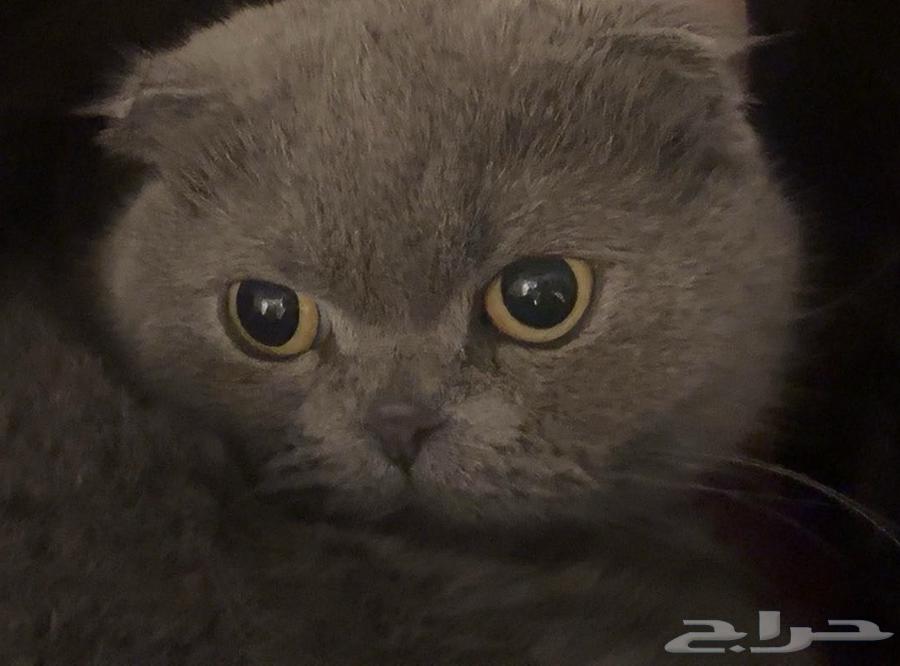 بسه للبيع64530797996034110