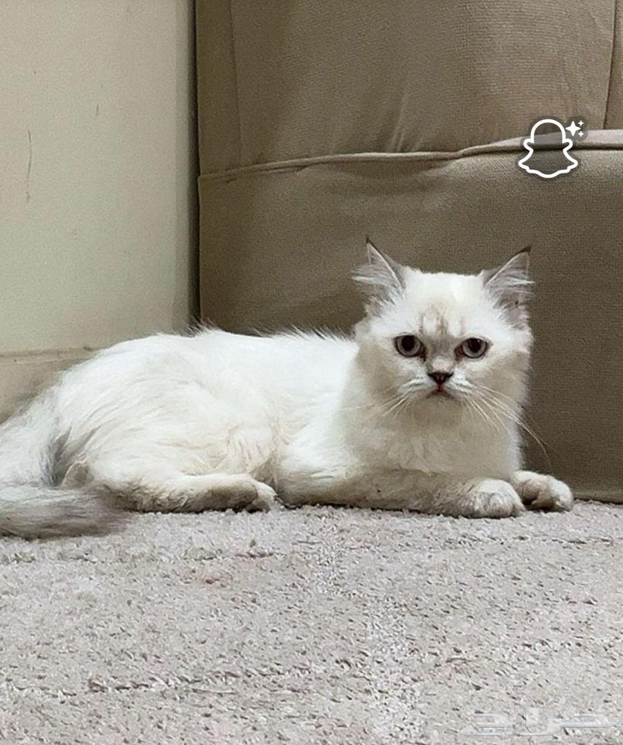 قطط للبيع64527642173442111