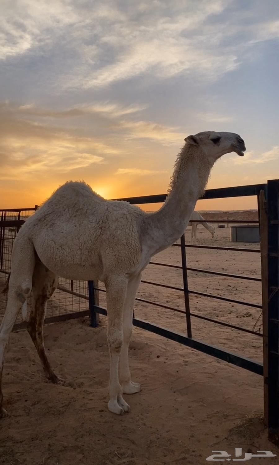 Clearer View of the Sitting64528238840579110