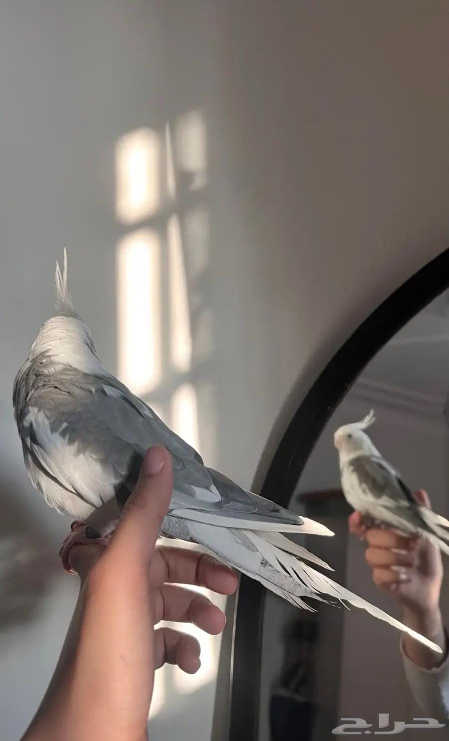 عصافير الكروان64532212706819113