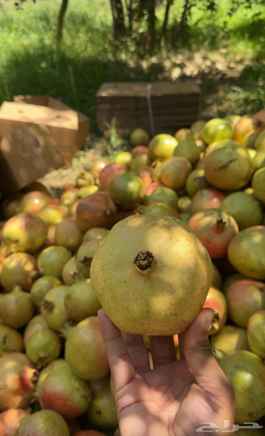 رمان بيده فاخر من الأخر64445296274817111