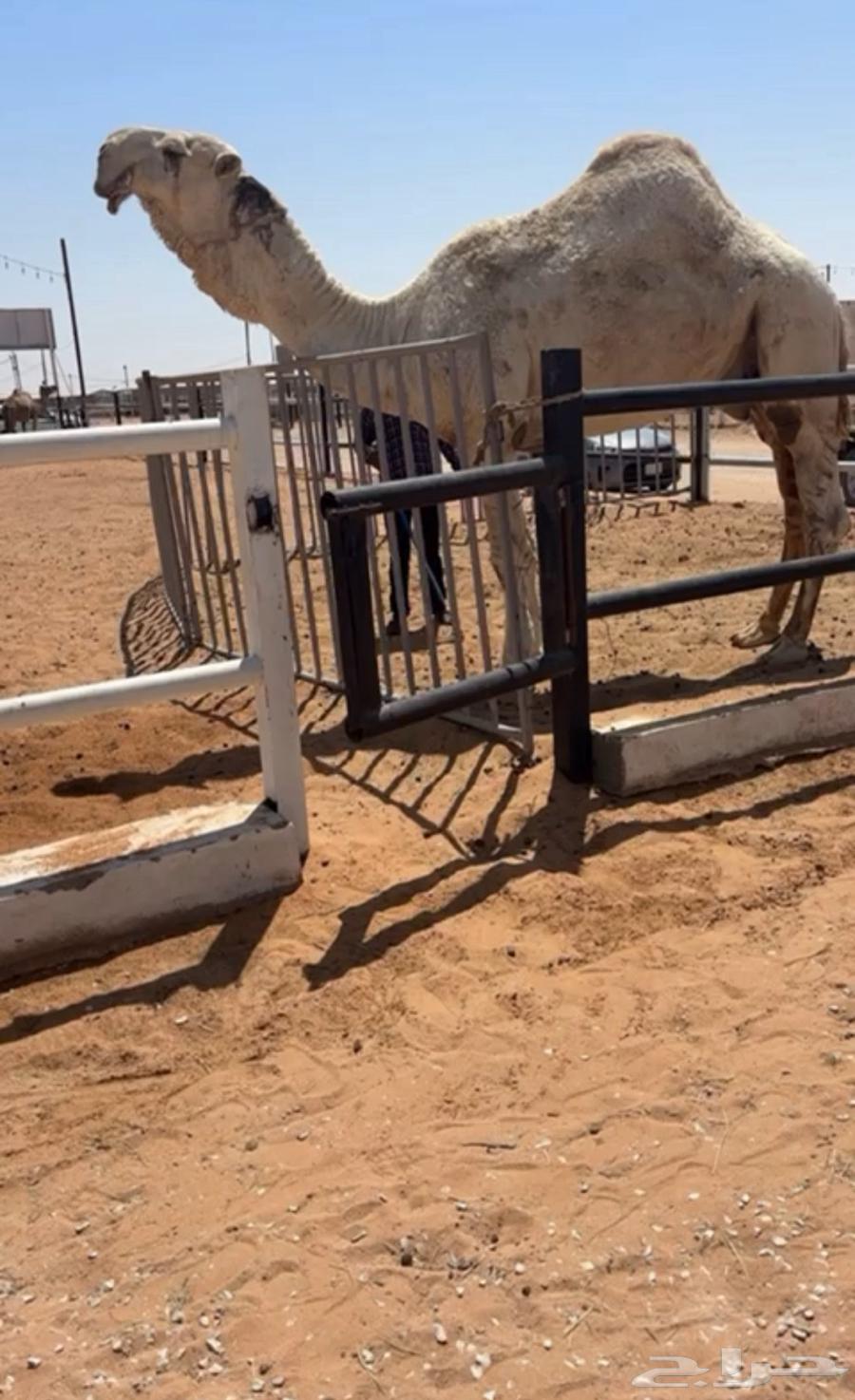 للبيع البعير الرماني الكفو المنتج64532579306370110