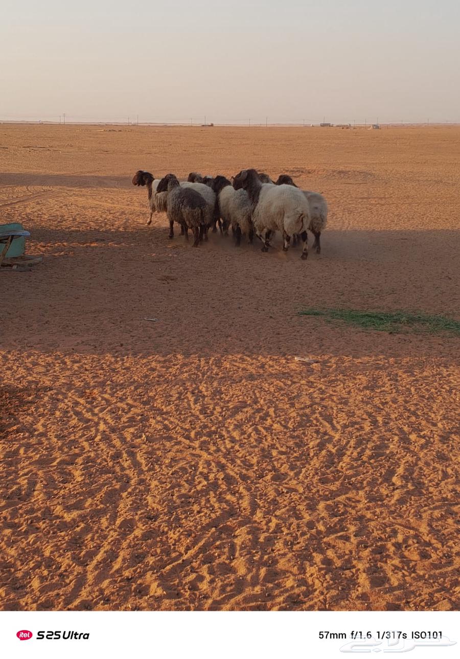 غنم حيل للبيع64532748110594111