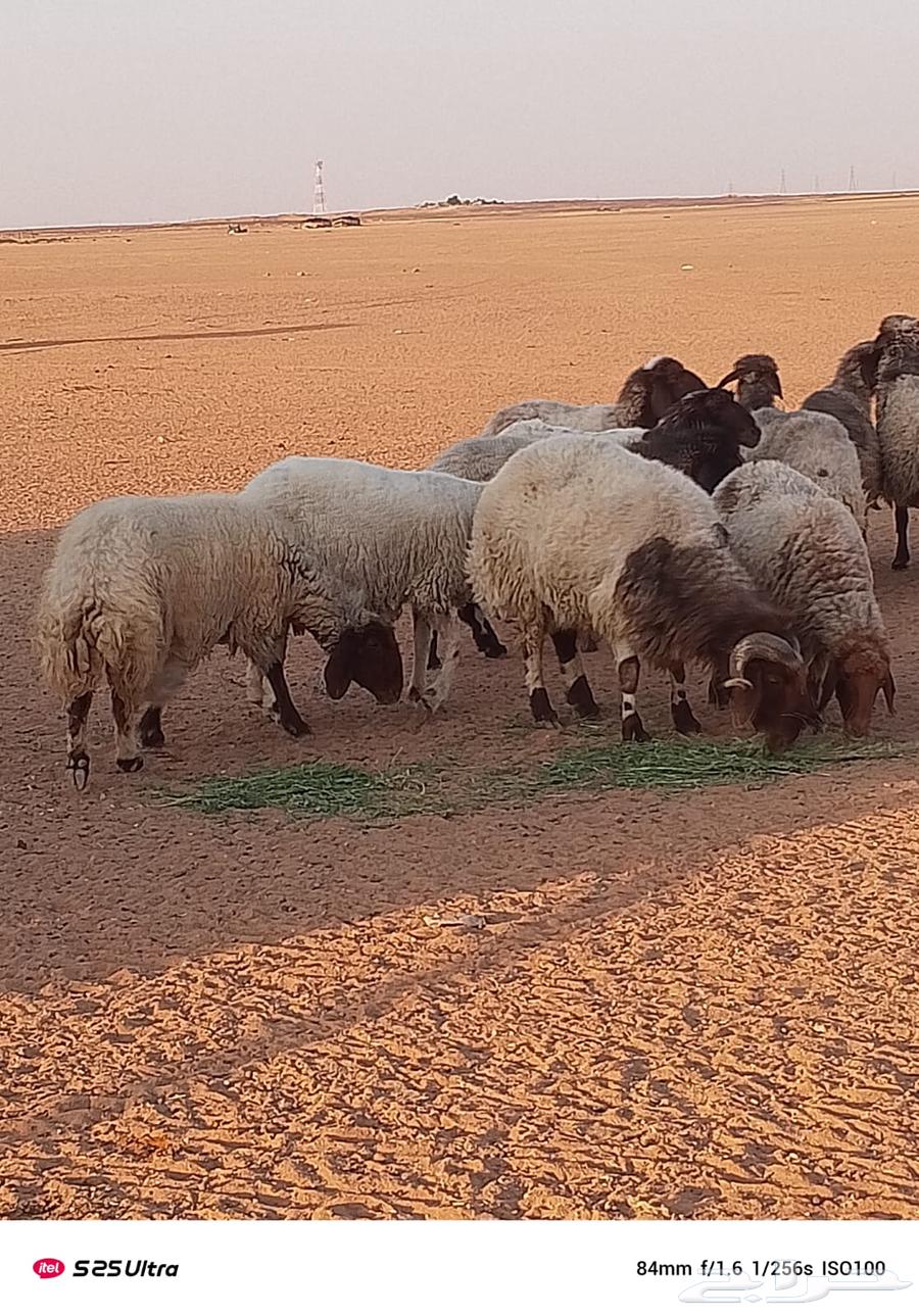 غنم حيل للبيع64532748110594110