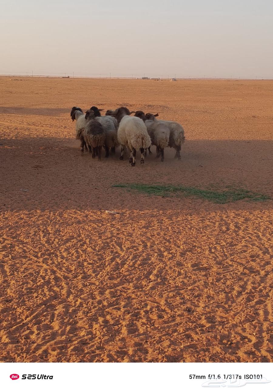 غنم حيل للبيع64532748110594114