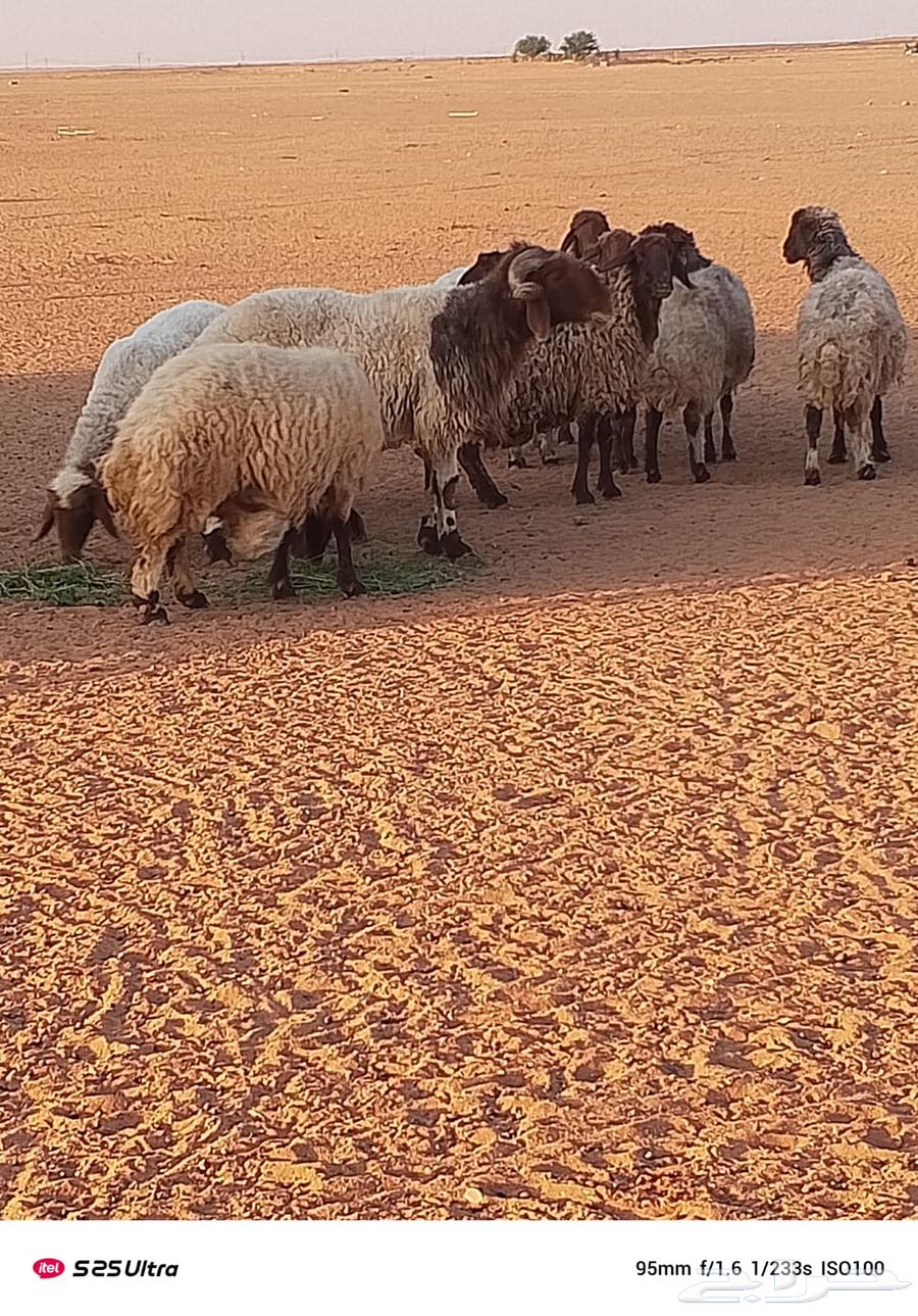 غنم حيل للبيع64532748110594113