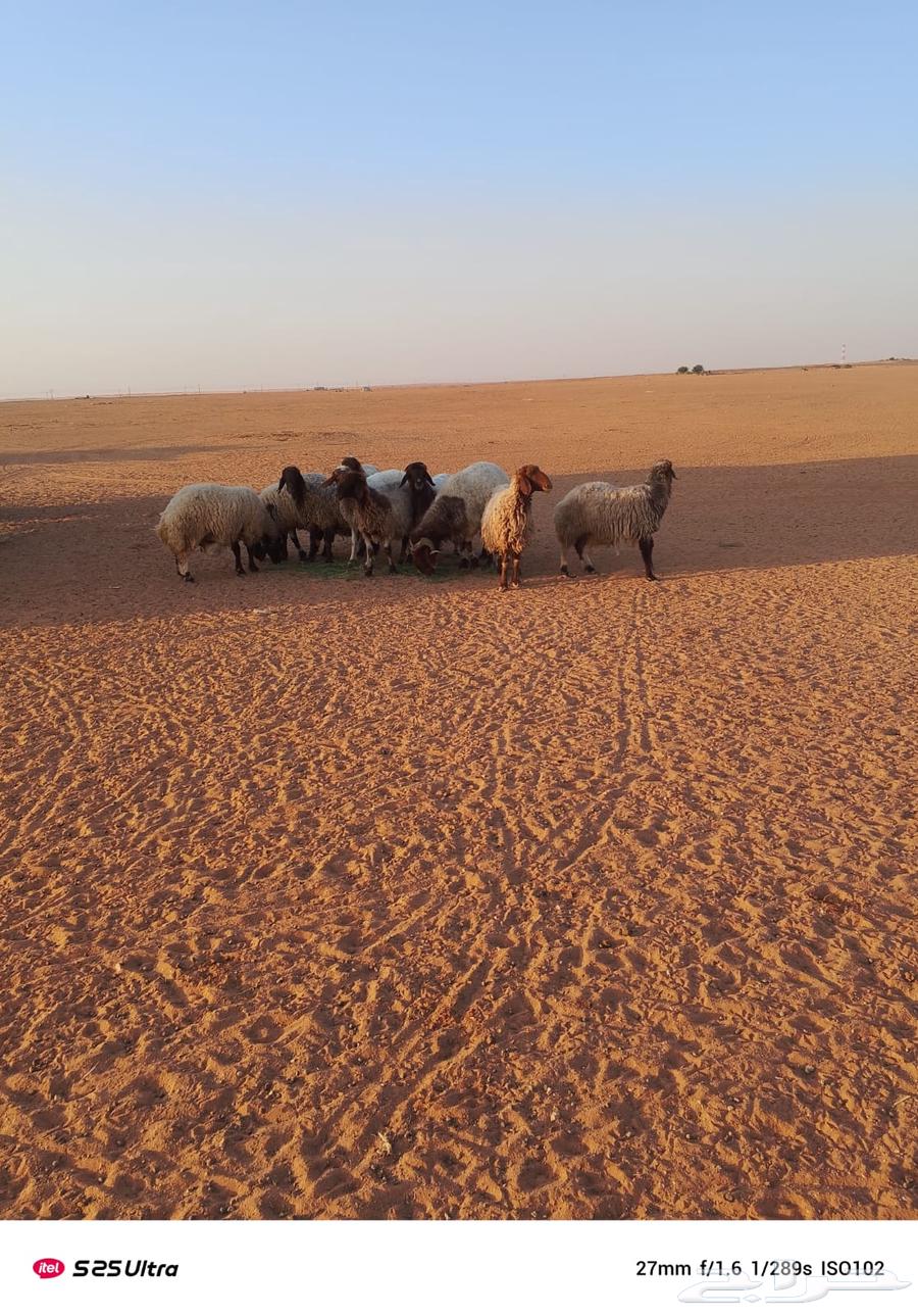 غنم حيل للبيع64532748110594112