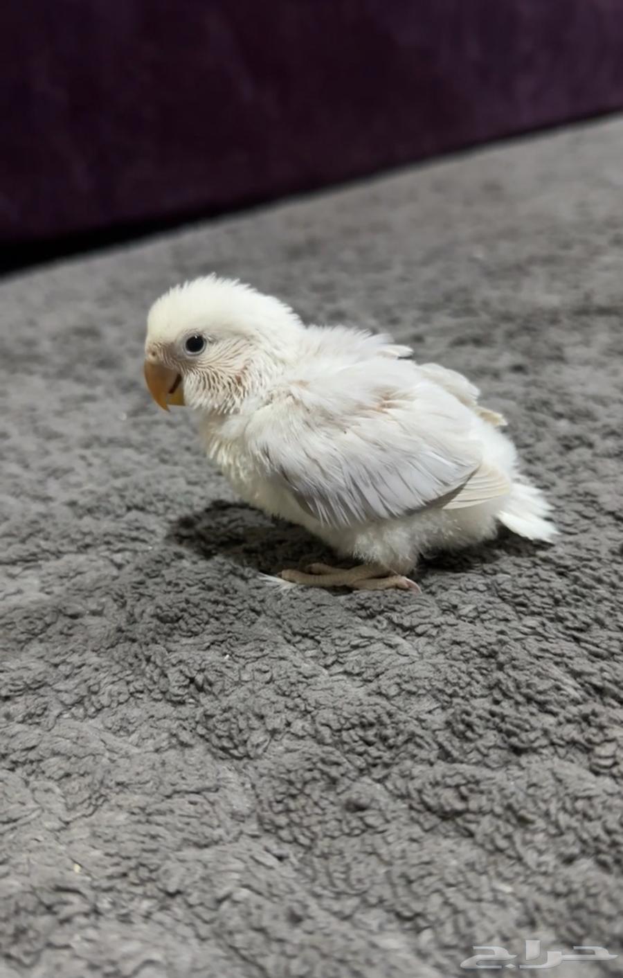 فرخ للبيع64529698142851110