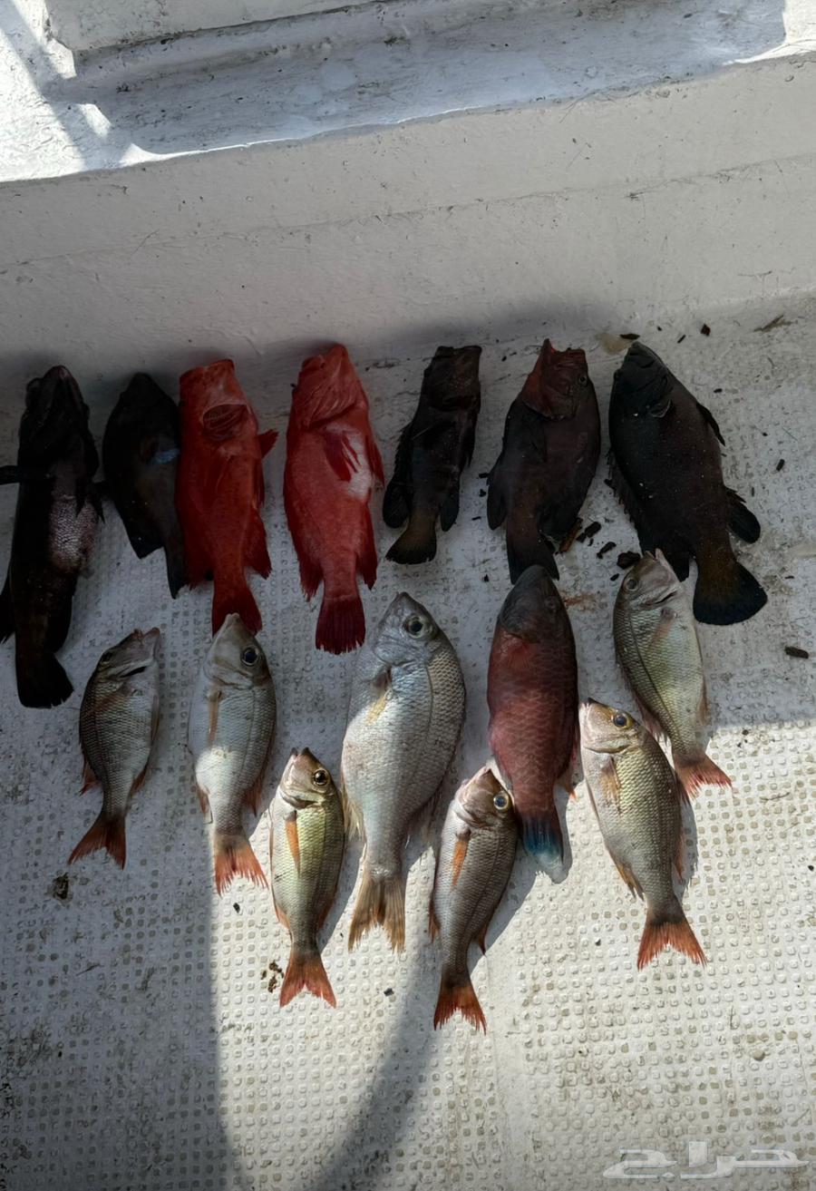 رحلة بحرية صيد64530515455746114