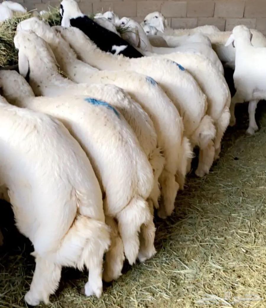 ذبايح خرفان من غنم شهران مع امكانيه التوصيل64528054431491113