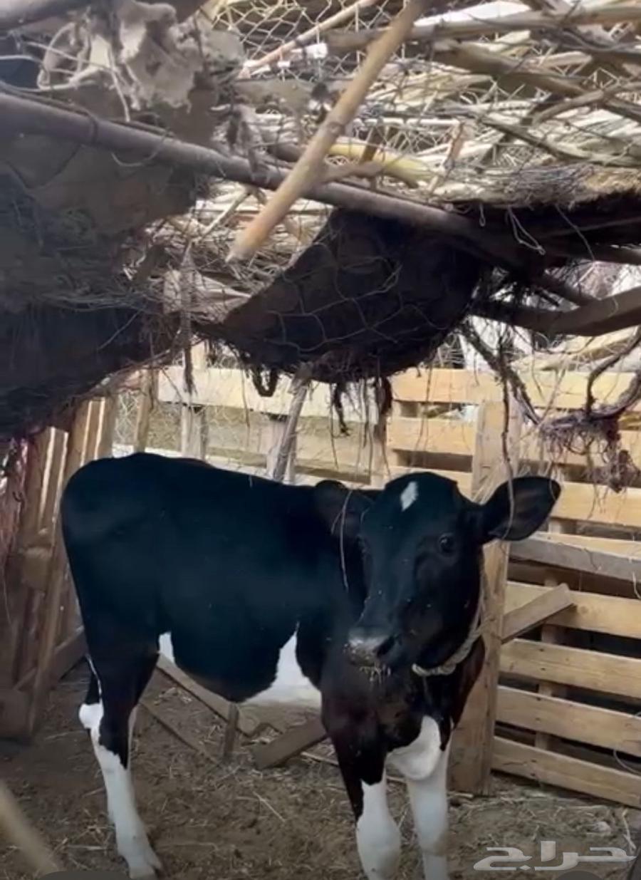 عجل للبيع العمر 5اشهر عجل بلدي64530219520771110