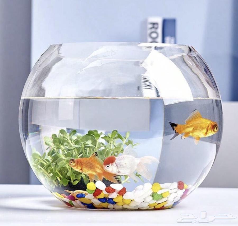 Transparent glass container64530741233667111