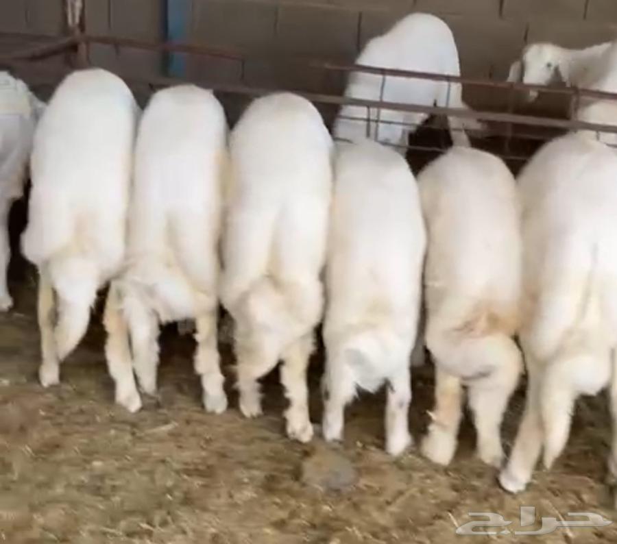 ذبايح خرفان من غنم شهران مع امكانيه التوصيل64528054431491110