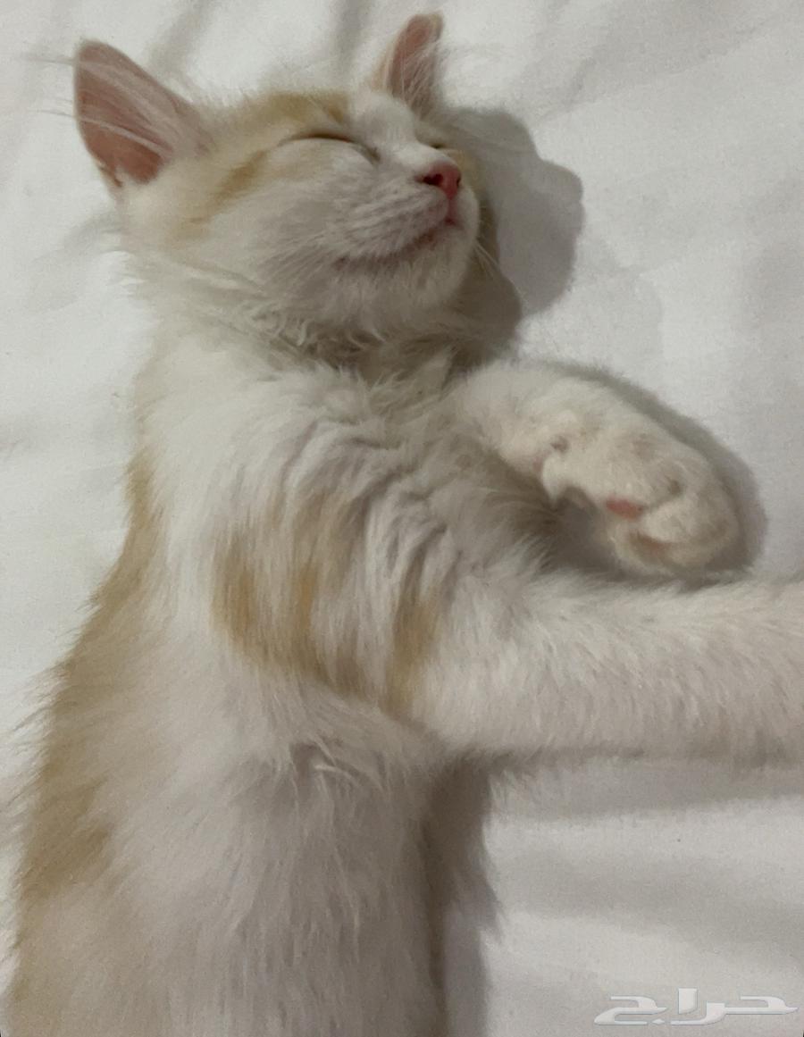 للبيع قطه انثى كبير وقط ذكر صغير السعر مفتوح ما اقدر اربيهم64531238641025111