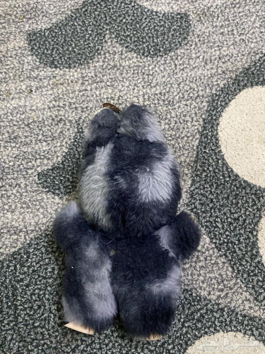 Lapopo Nader color gris64534141862786110