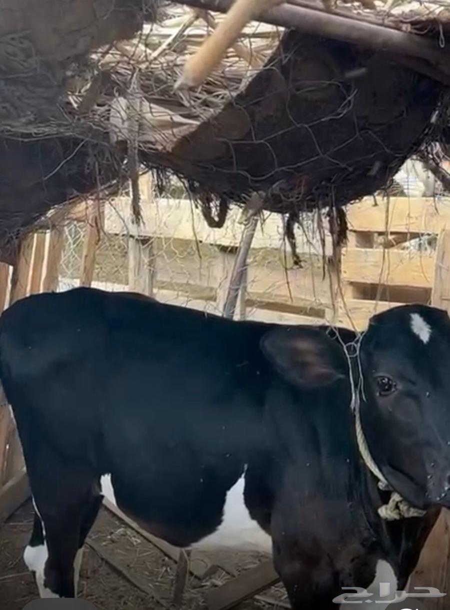 عجل للبيع العمر 5اشهر عجل بلدي64530219520771111