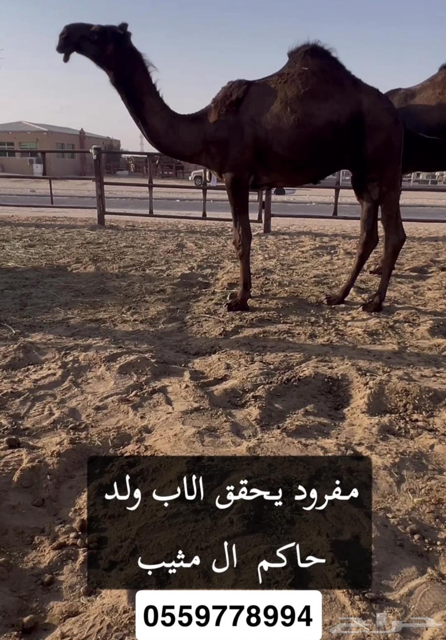 كرسي فردي للبيع64529391471618110