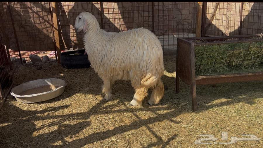 For sale Najdi she-camel, strong and high-quality with fat tail64529334318210111