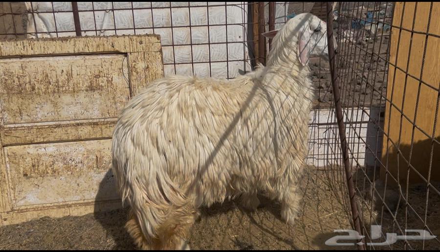 For sale Najdi she-camel, strong and high-quality with fat tail64529334318210110
