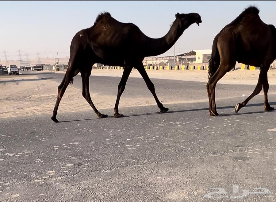 قعود فحل مجهم64531717150722110