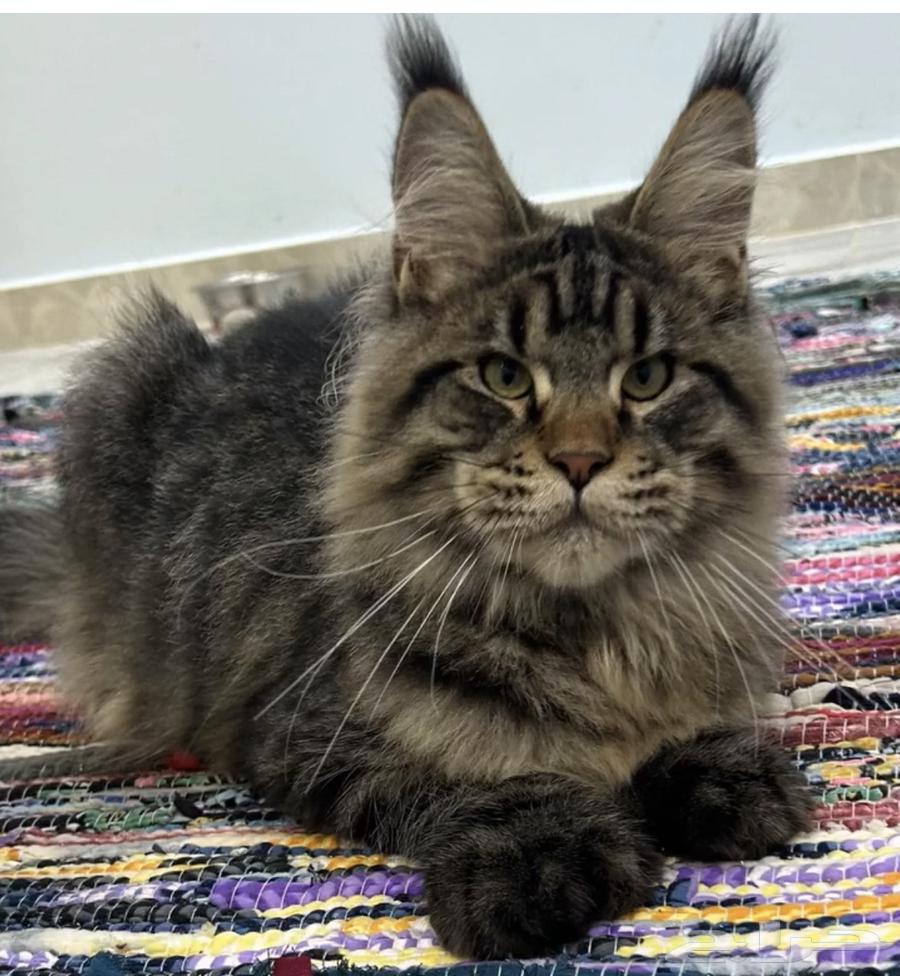 قطط ماين كون للبيع64528182236289111