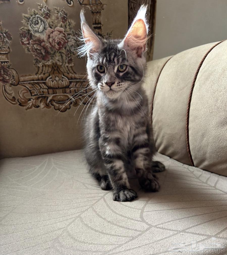 قطط ماين كون للبيع64528182236289110