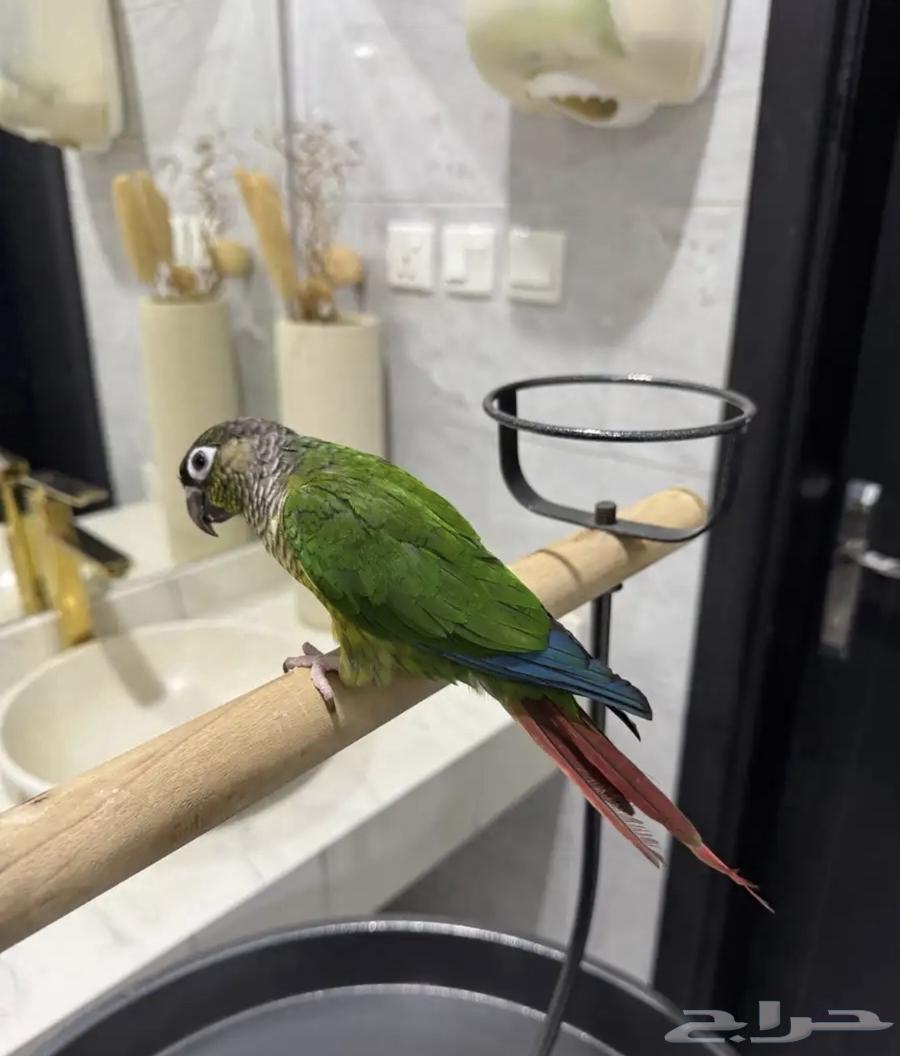 Kinor Yellow Side64534761558914111